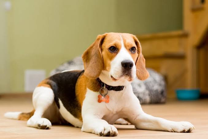 Beagle: Don’t Leave Your 401(k) & Financial Future to Opportunity Beagle